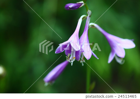 玉簪花 玉簪花 24513465