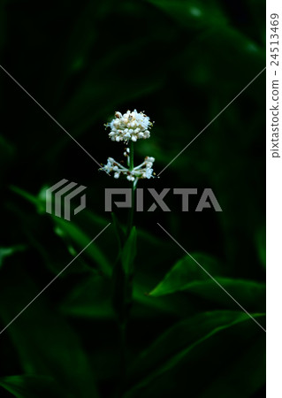 Wild grass flower blooming in the shade of trees Wild grass flower blooming in the shade of trees 24513469