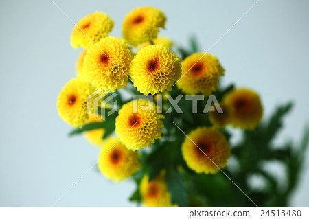 為期待秋天噴灑媽咪花 24513480