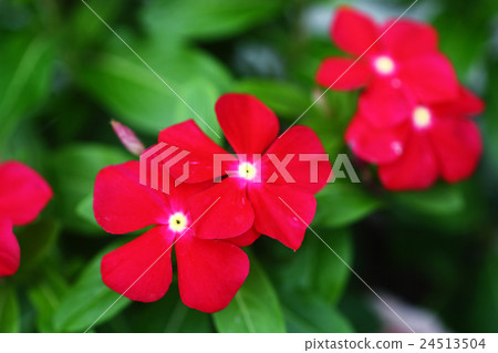Daily grass red flowers 24513504