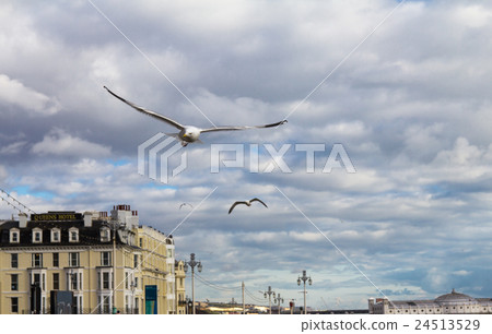 Gull and blue sky 24513529