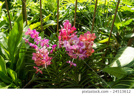 國家蘭花園 國家蘭花園 24513612