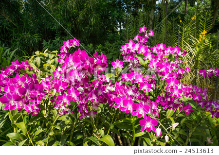 國家蘭花園 24513613