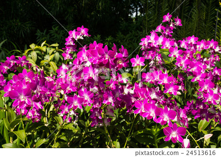 國家蘭花園 國家蘭花園 24513616