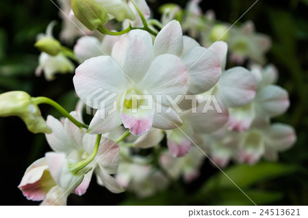 國家蘭花園 24513621