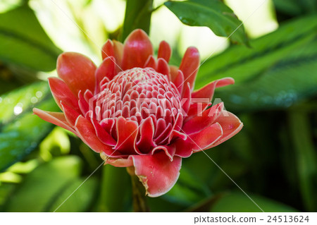 國家蘭花園 24513624