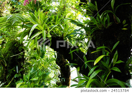 National Orchid Garden National Orchid Garden 24513784