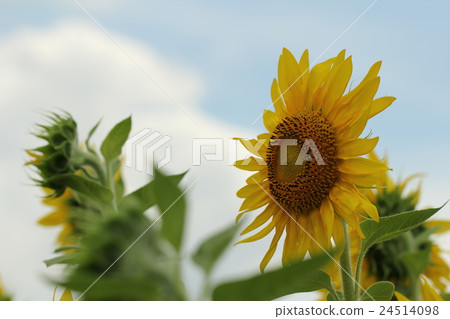 向日葵 向日葵 24514098