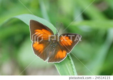 處女魚的男性 24514115