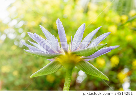 Purple lotus blossom Purple lotus blossom 24514291