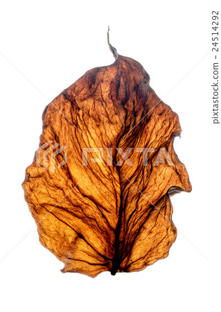 dry leaf, showing a delicate pattern of veins. dry leaf, showing a delicate pattern of veins. 24514292