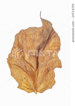 dry leaf on white background. dry leaf on white background. 24514293