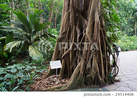 Botanic Garden 24514406