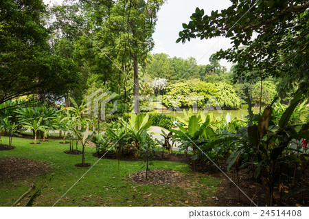 植物園 植物園 24514408