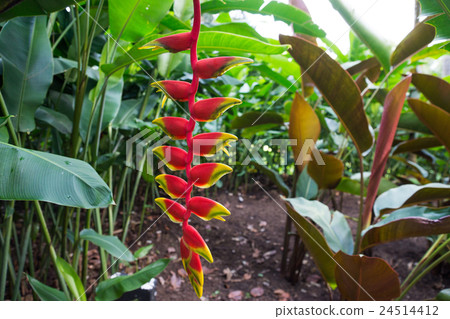 植物園 植物園 24514412
