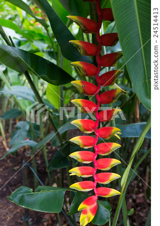 植物園 植物園 24514413