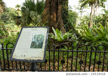 植物園 24514416