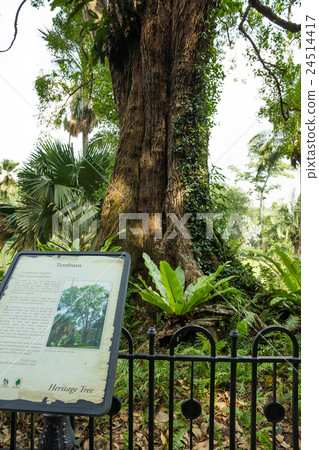 植物園 24514417
