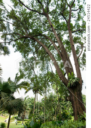 Botanic Garden Botanic Garden 24514422