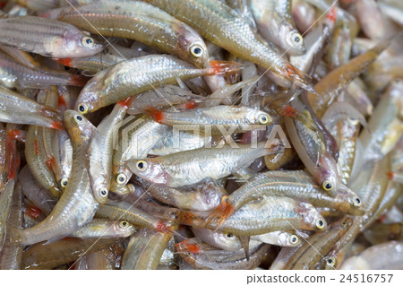 fresh small fish source of calcium fresh small fish source of calcium 24516757