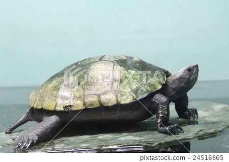 日本龜 日本龜 24516865
