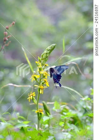 Miyama crow bean jellyfish in mother-of-pear garden 24516897