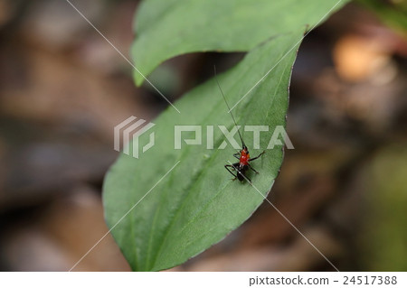 Creatures are insects Sasakiri, larvae. You can see it from around June with a figure that is similar to parents but is not similar Creatures are insects Sasakiri, larvae. You can see it from around June with a figure that is similar to parents but is not similar 24517388