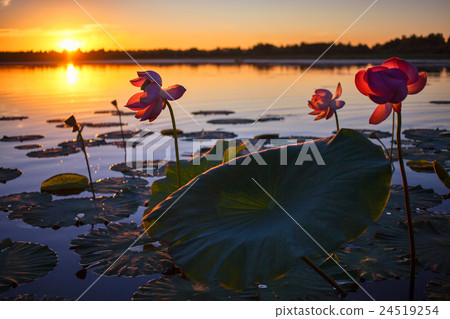 Lotus flowers on a lake 24519254