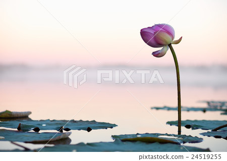 Lotus flower on the sunset 24519255