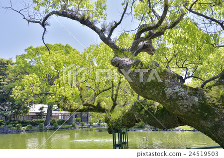 Munakata Taisha Heart Pond 24519503