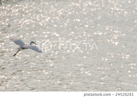 Bird (Egret or Heron) Bird (Egret or Heron) 24520281