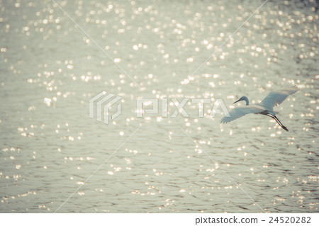 Bird (Egret or Heron) Bird (Egret or Heron) 24520282