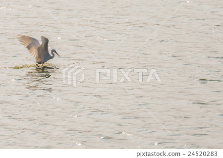 Bird (Egret or Heron) Bird (Egret or Heron) 24520283