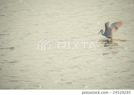Bird (Egret or Heron) Bird (Egret or Heron) 24520285