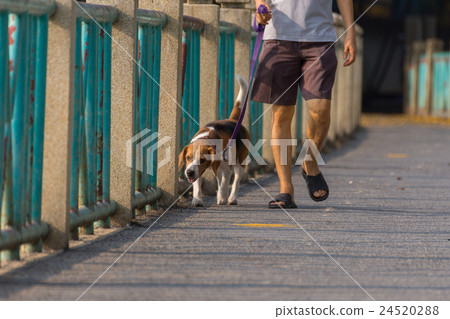 Dog beagle breed Dog beagle breed 24520288
