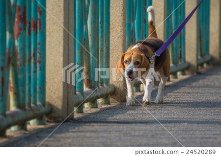 Dog beagle breed 24520289