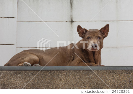 Thai stray dog Thai stray dog 24520291