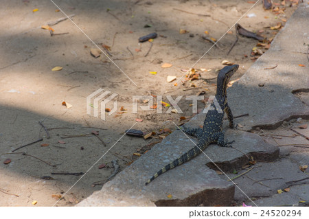 Asian water monitor lizard Asian water monitor lizard 24520294