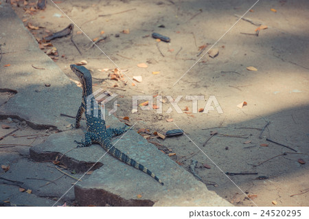 Asian water monitor lizard Asian water monitor lizard 24520295