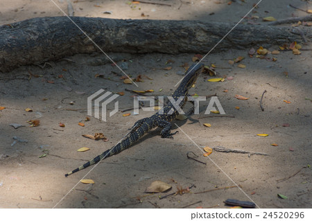 Asian water monitor lizard Asian water monitor lizard 24520296
