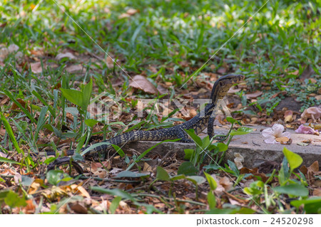 Asian water monitor lizard Asian water monitor lizard 24520298