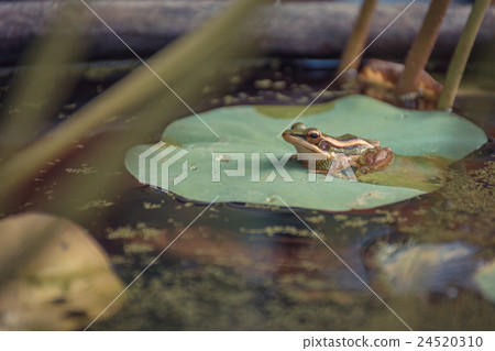 Frog (Green Frog) on a lotus leaf Frog (Green Frog) on a lotus leaf 24520310