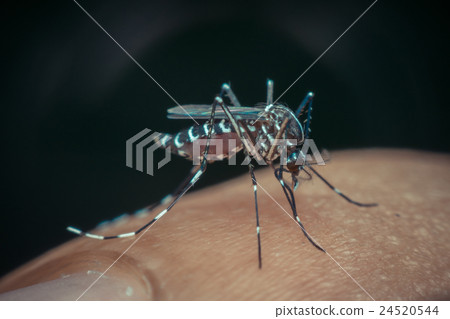 Macro of mosquito (Aedes aegypti) sucking blood Macro of mosquito (Aedes aegypti) sucking blood 24520544