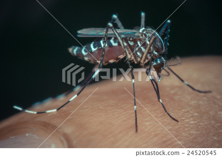 Macro of mosquito (Aedes aegypti) sucking blood Macro of mosquito (Aedes aegypti) sucking blood 24520545