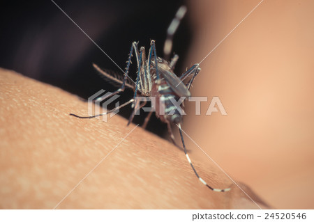 Macro of mosquito (Aedes aegypti) sucking blood Macro of mosquito (Aedes aegypti) sucking blood 24520546