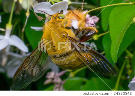 Macro of Bee (Bumblebee) insect 24520548