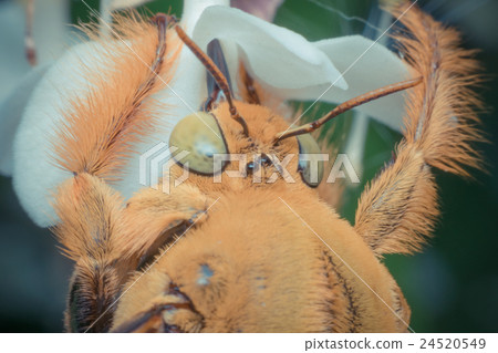 Macro of Bee (Bumblebee) insect Macro of Bee (Bumblebee) insect 24520549