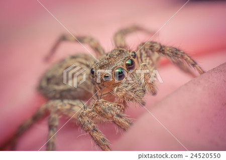Macro of spider insect focus at eye Macro of spider insect focus at eye 24520550