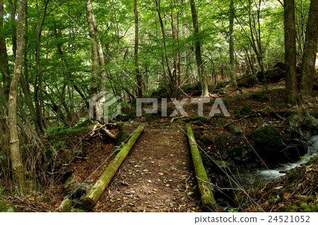 The log bridge of the boardwalk 24521052