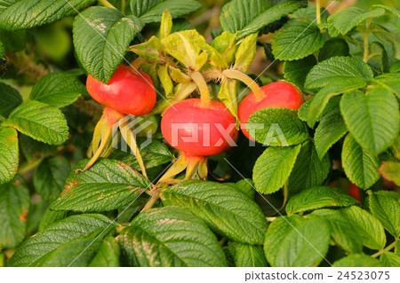 Fruit of a roseworm. 24523075